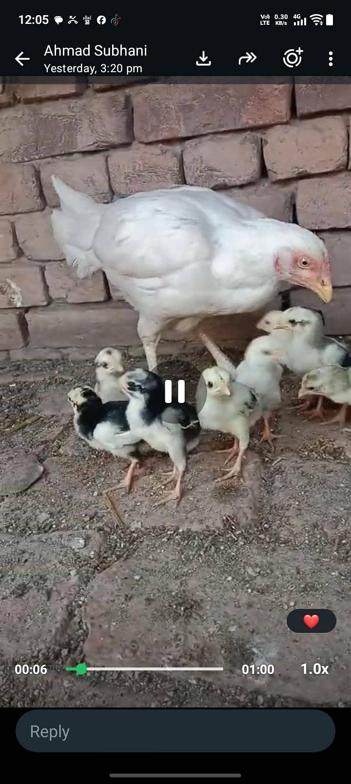 LASANI BREED (egg/chicks) 3