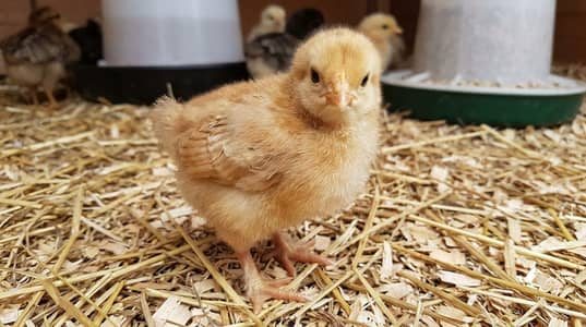 Golden molted bantam