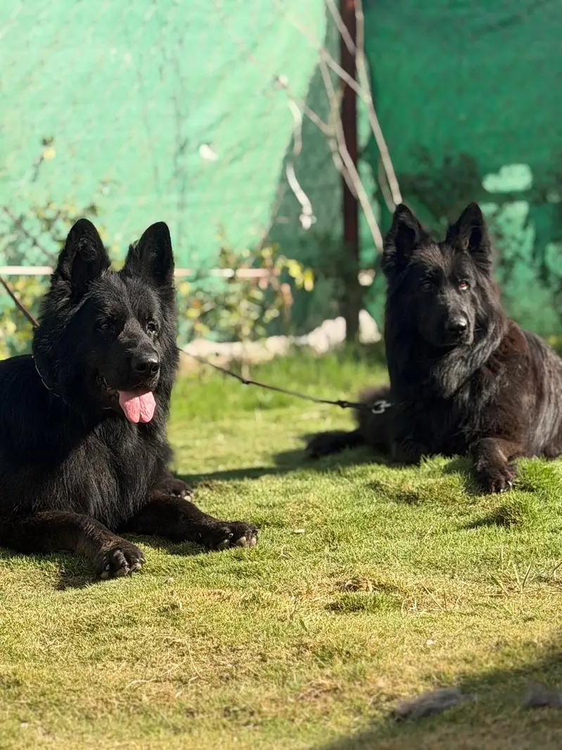 German Shepherd Breeding Pair for Sale