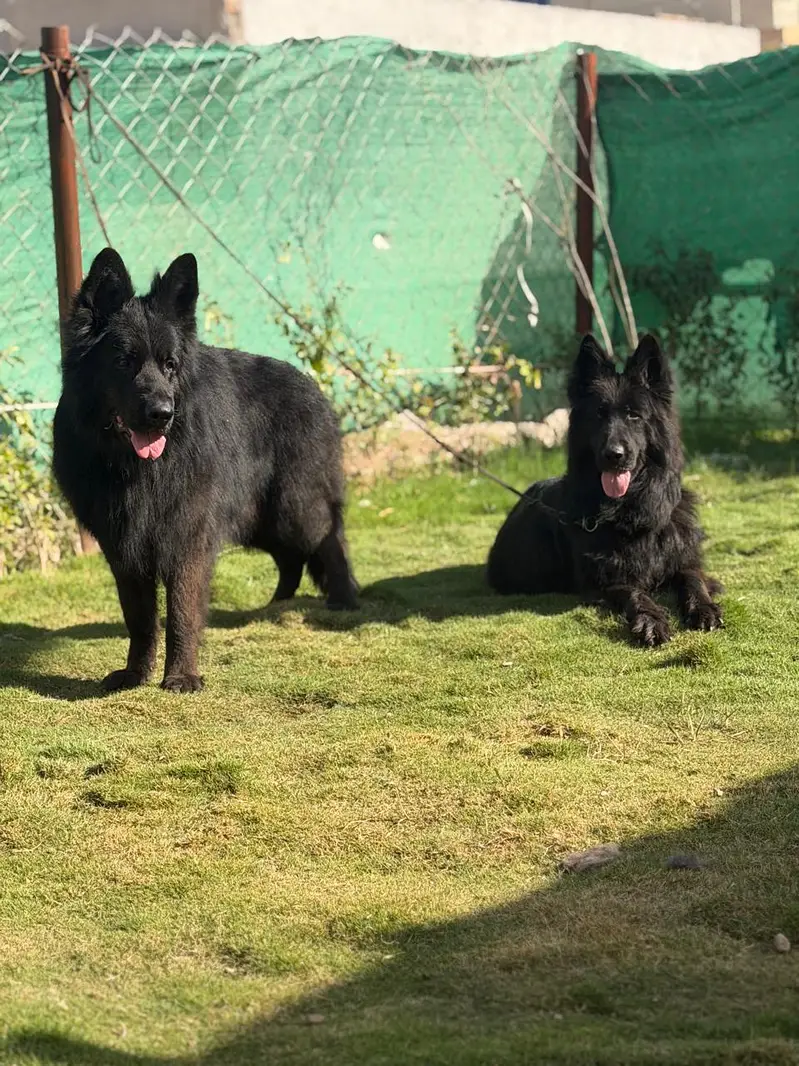 German Shepherd Breeding Pair for Sale — photo 2