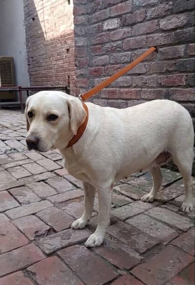 Labrador Breeder Female