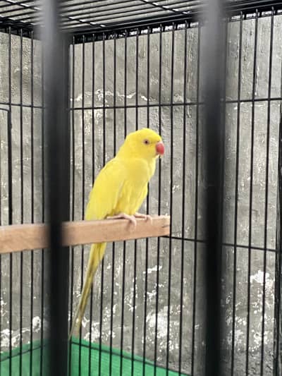 Lutino Ringneck Parrot – Lahore