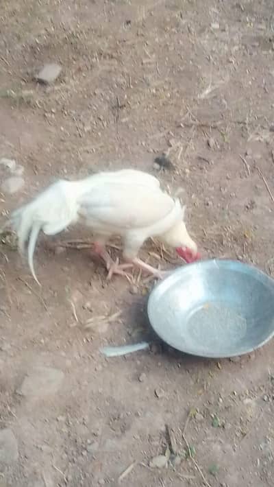 white aseel