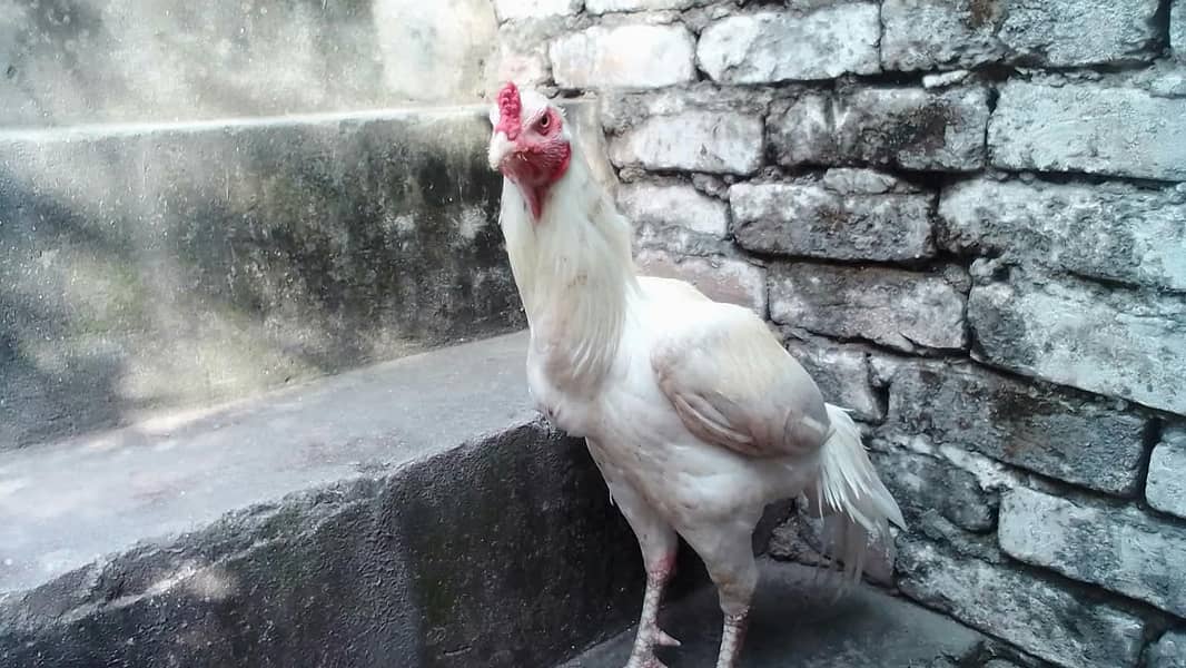 white aseel 1