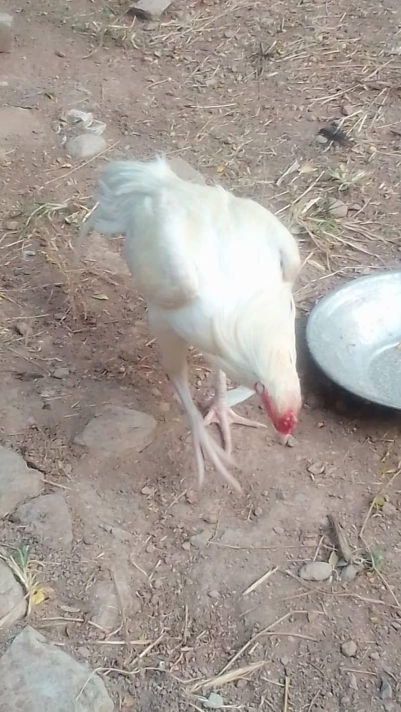 white aseel 2