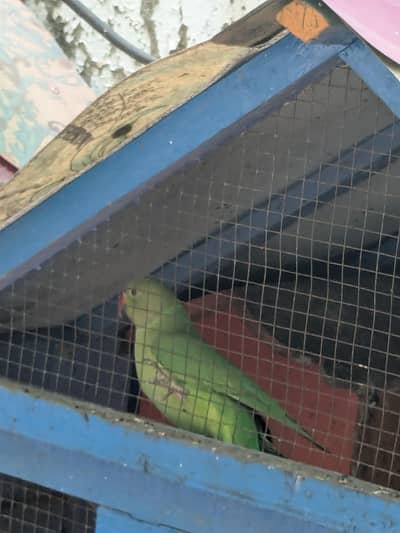 Green ringneck pathay