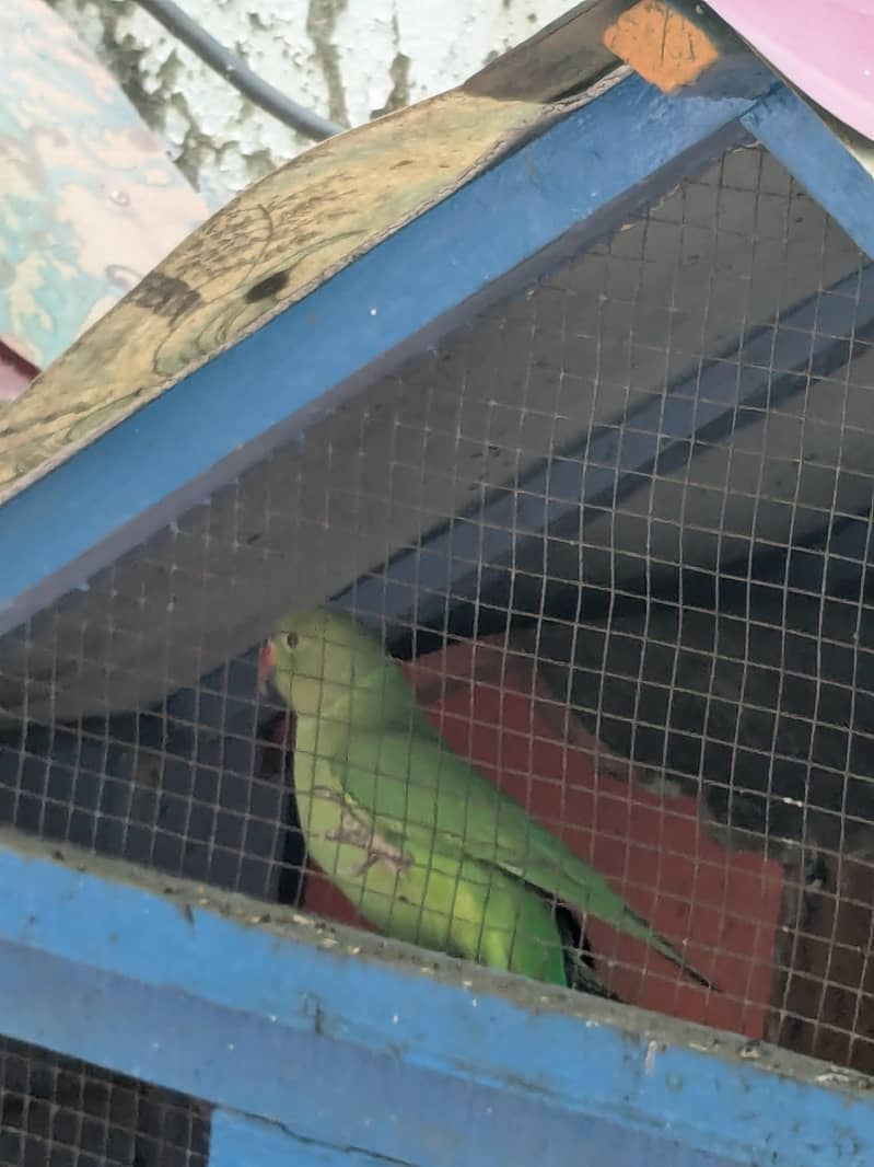 Green ringneck pathay 0