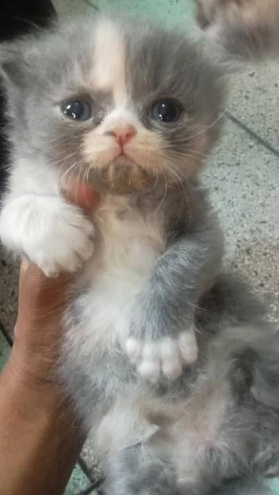 Persian kittens punch face