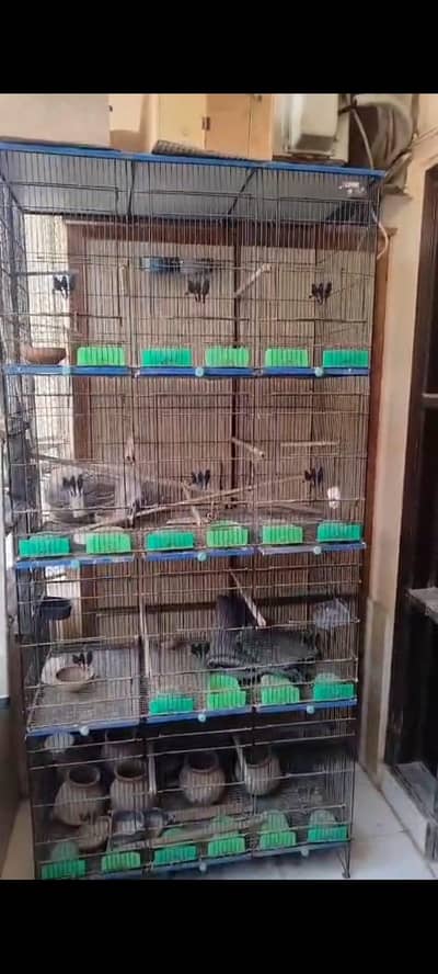 Birds Cage 12 Portions.