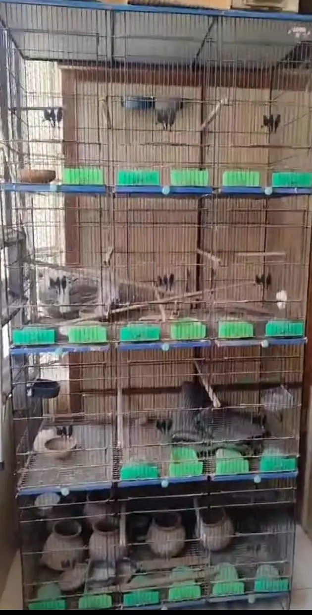 Birds Cage 12 Portions. — photo 2