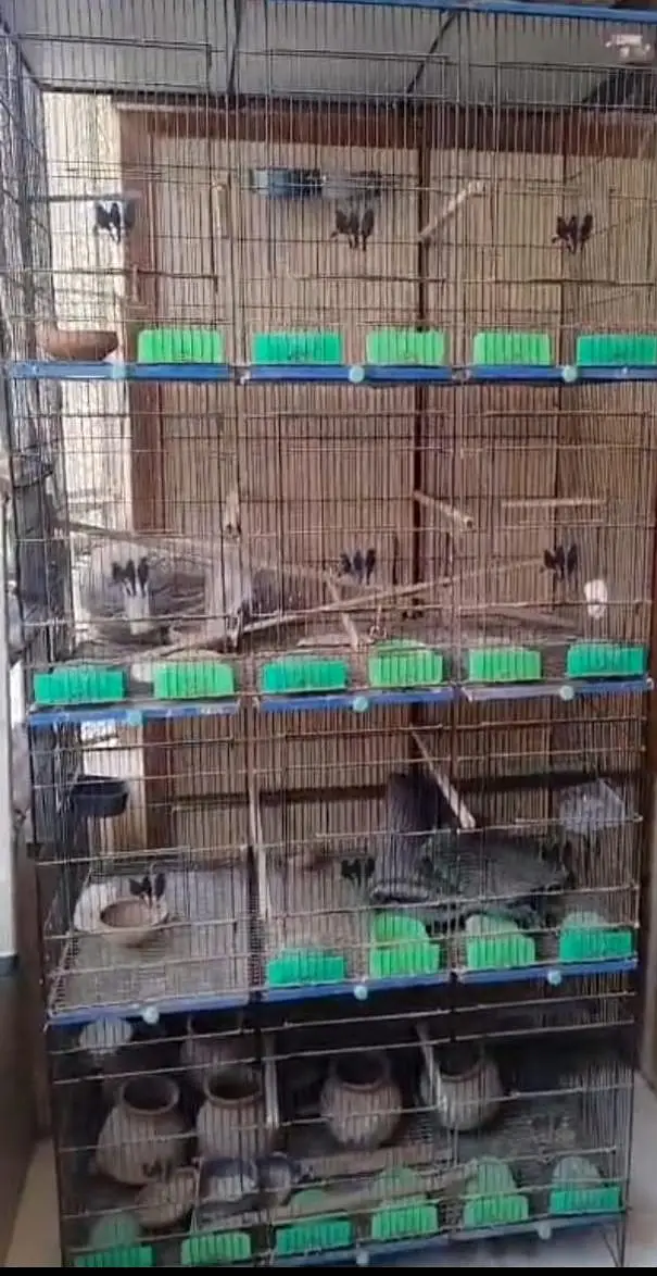 Birds Cage 12 Portions. — photo 3