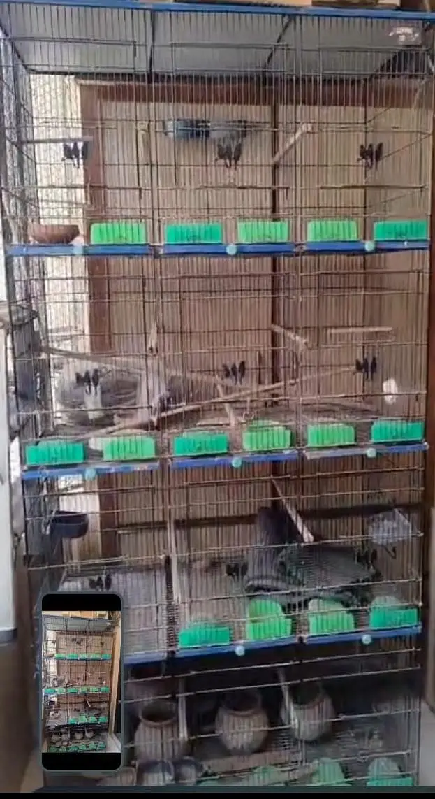 Birds Cage 12 Portions. — photo 4