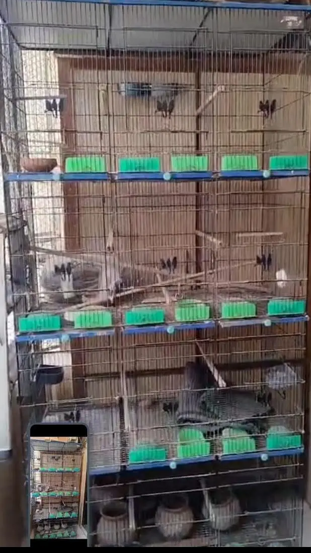 Birds Cage 12 Portions. — photo 5
