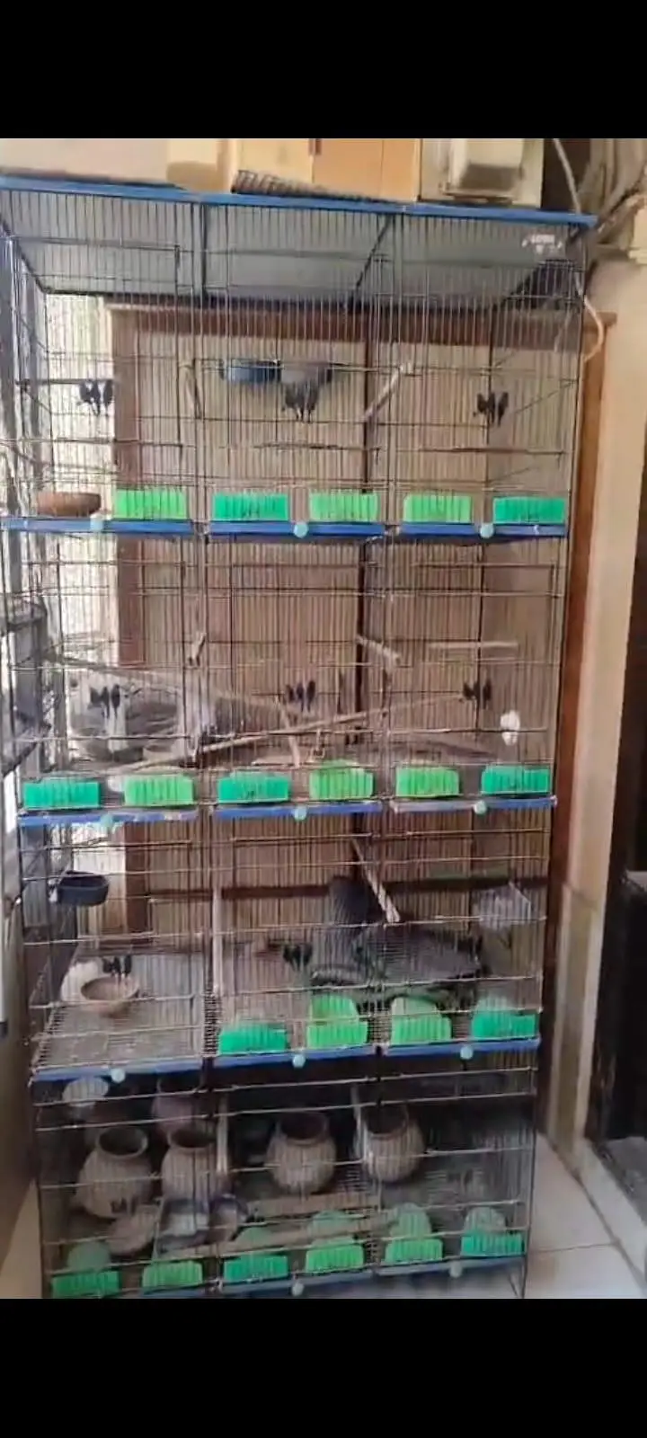 Birds Cage 12 Portions. — photo 6