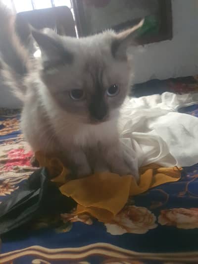 Siamese Female Cat for Sale in Daska