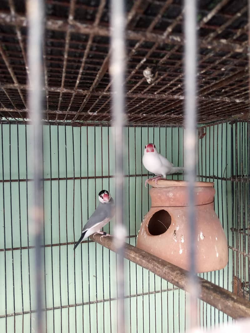java Finch 0