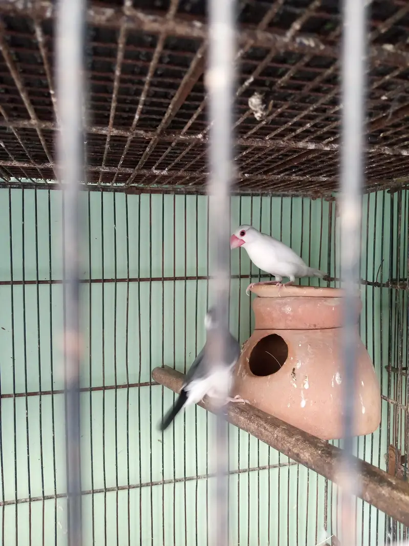 java Finch — photo 2