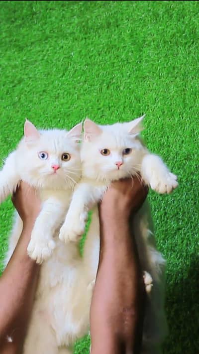 Persian white odd eyes pair /punch bloodline cat/Fawn Persian cat