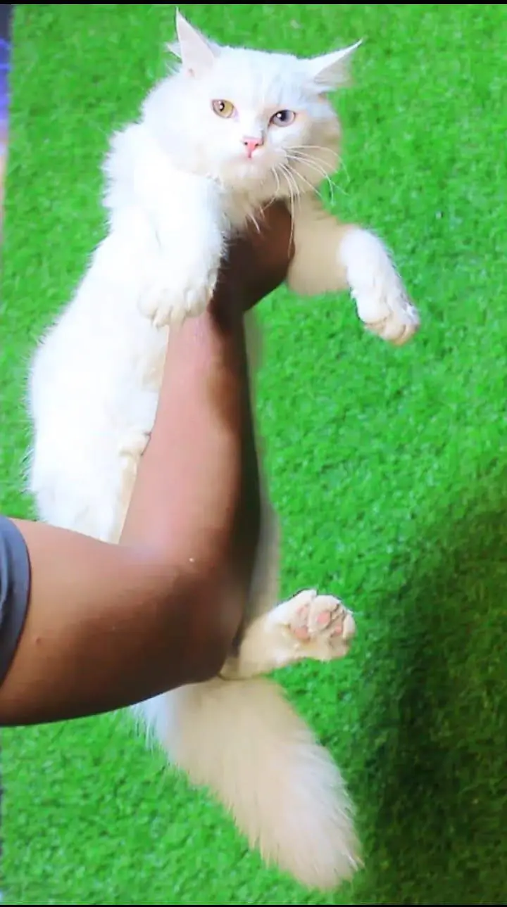 Persian white odd eyes pair /punch bloodline cat/Fawn Persian cat — photo 2