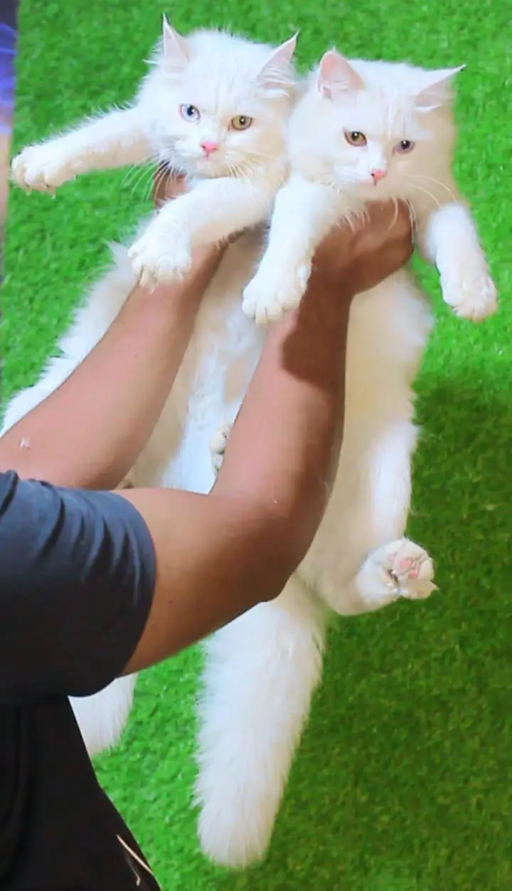 Persian white odd eyes pair /punch bloodline cat/Fawn Persian cat — photo 3