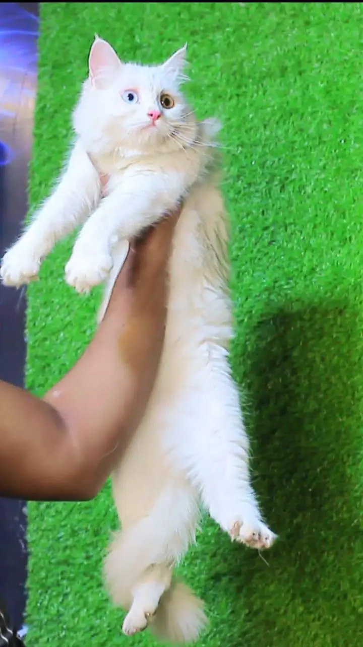 Persian white odd eyes pair /punch bloodline cat/Fawn Persian cat — photo 4