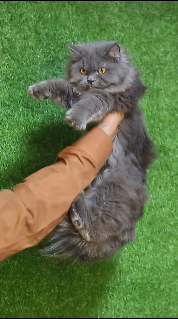 Persian white odd eyes pair /punch bloodline cat/Fawn Persian cat — photo 5
