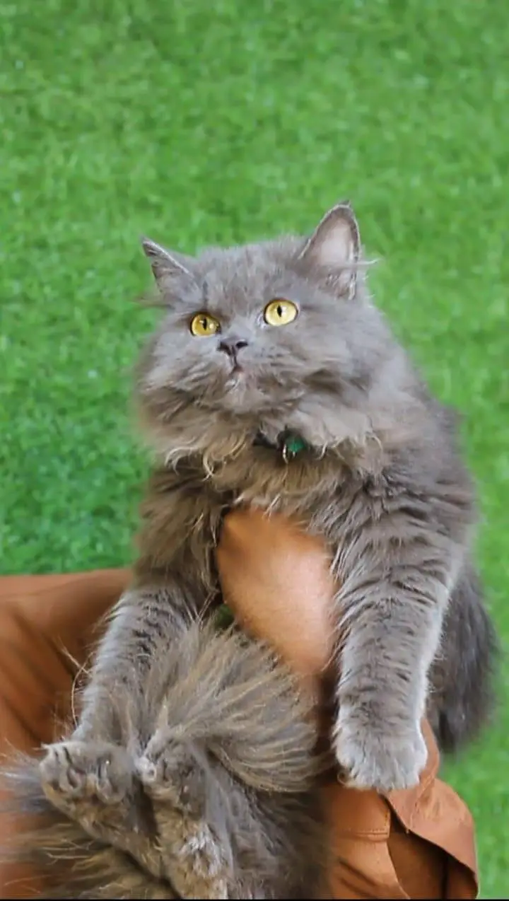 Persian white odd eyes pair /punch bloodline cat/Fawn Persian cat — photo 6