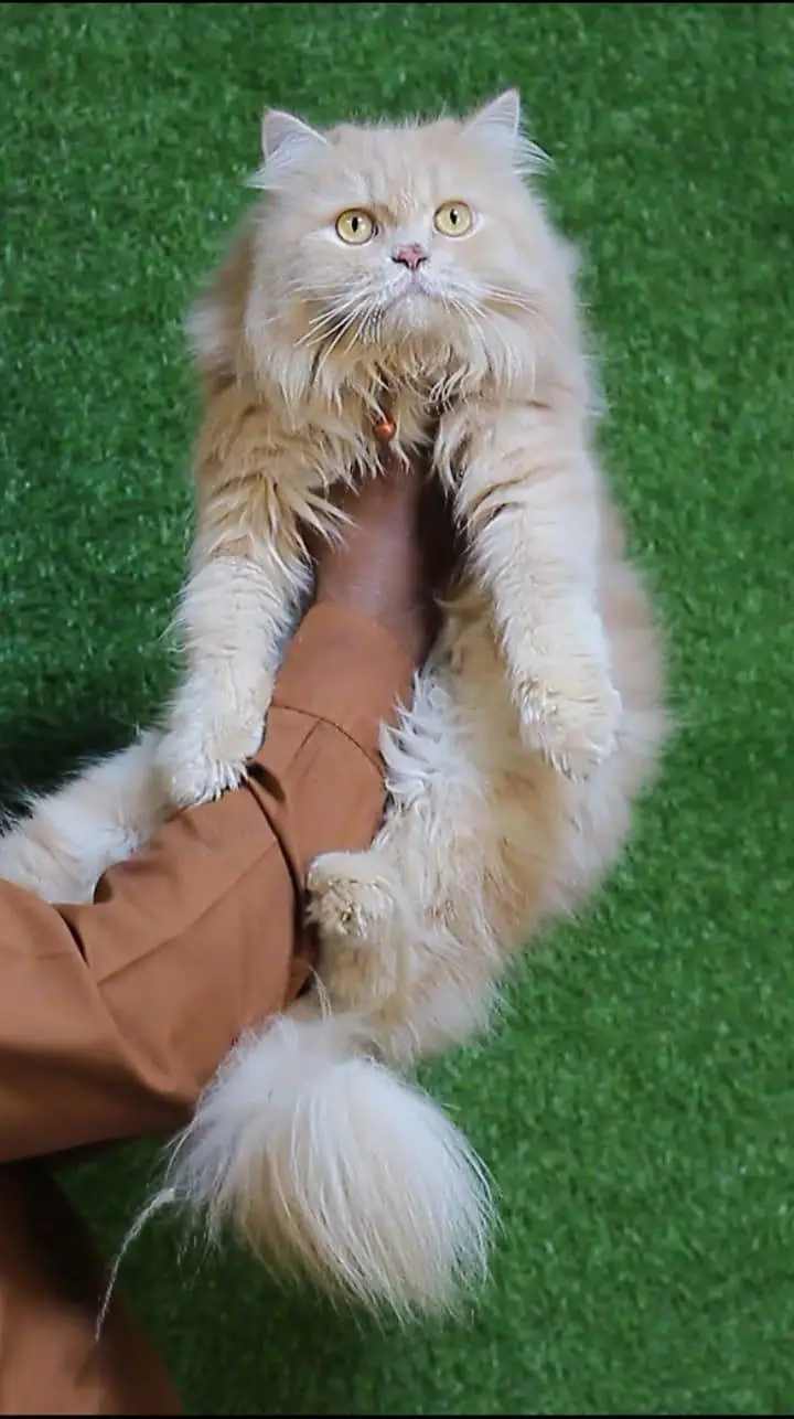 Persian white odd eyes pair /punch bloodline cat/Fawn Persian cat — photo 7