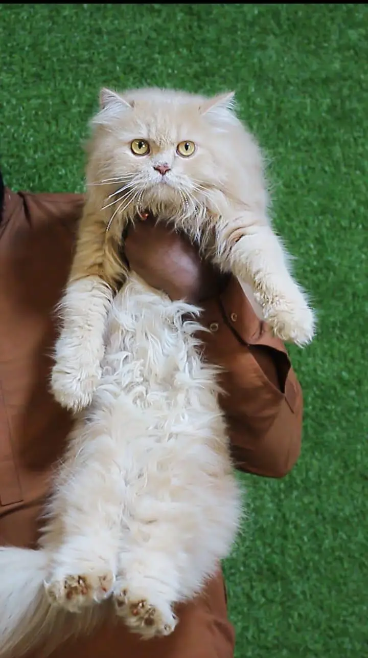 Persian white odd eyes pair /punch bloodline cat/Fawn Persian cat — photo 9