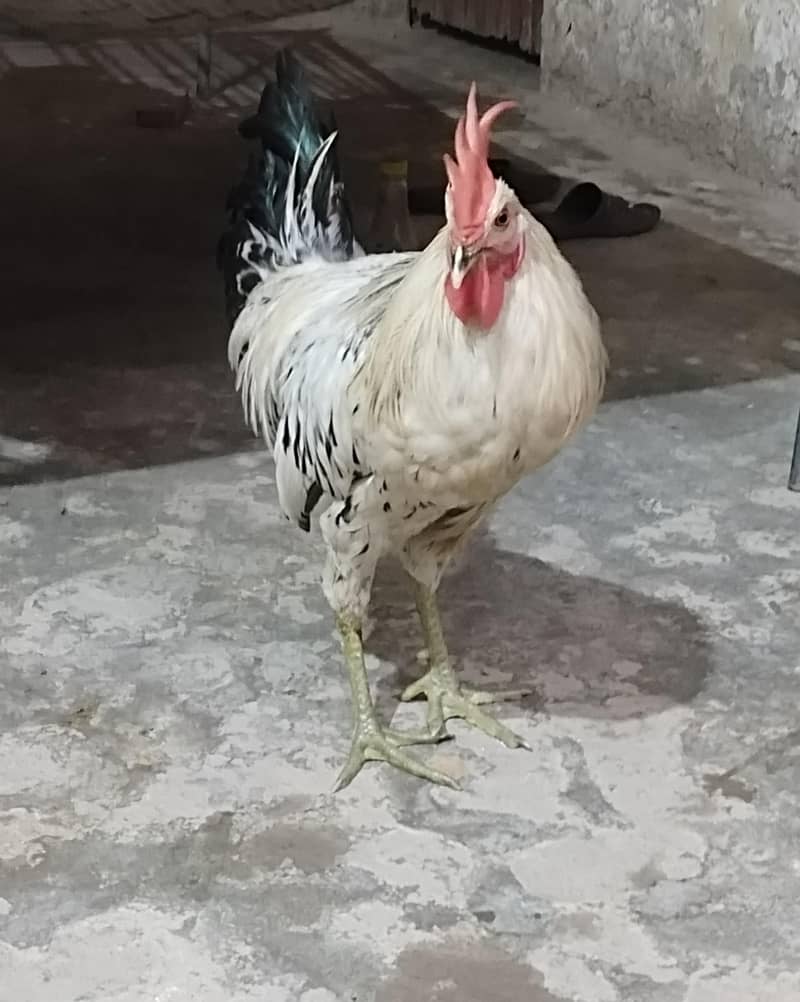 Cock 2 2