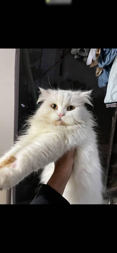 triple coat Breefder Age 2+ years Punched face Healthy and active