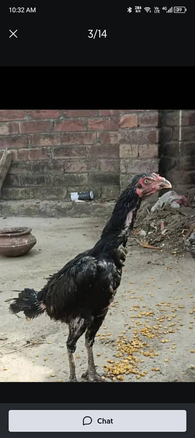 Thai Aseel Hen.