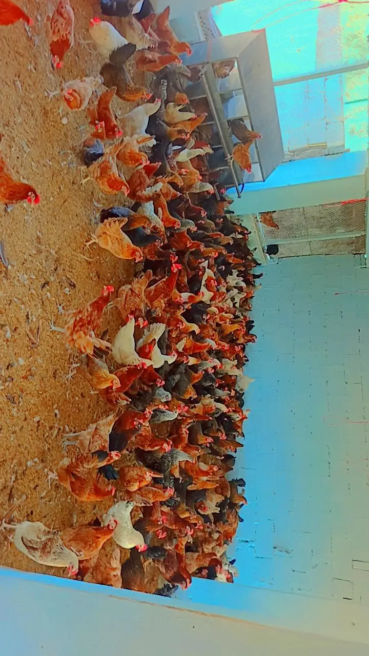 Desi/Golden/Misri/Starter/Eggs Lying/Andy wali — photo 2