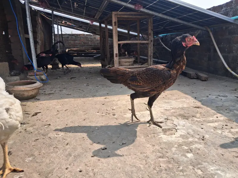 Thai Aseel — photo 4