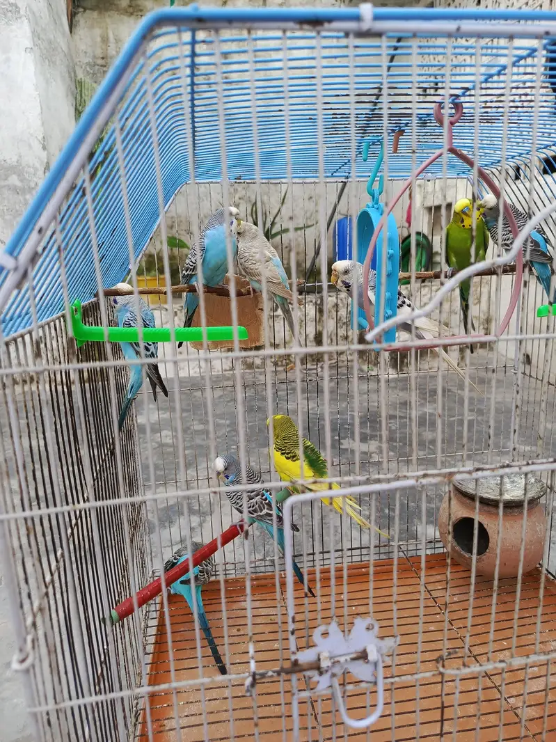 Budgies for Sale in Kharian only - 1100/pair — photo 4