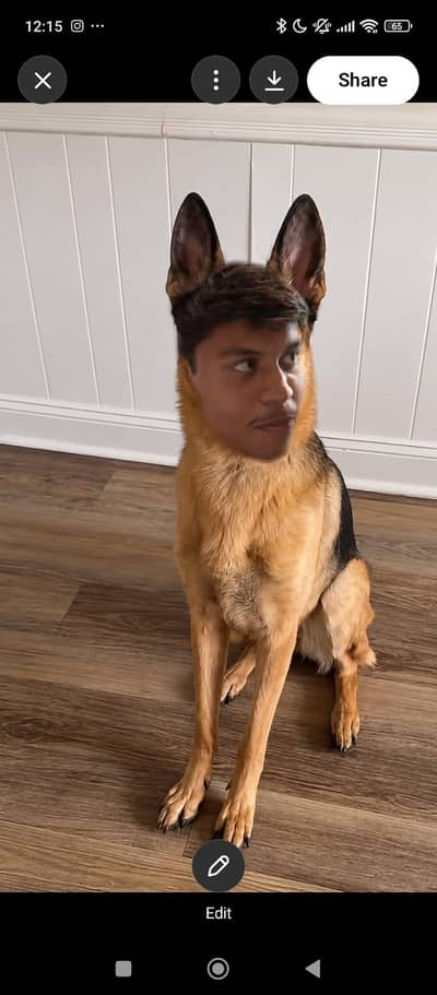 UGLY German shepherd for sale limited time edition
