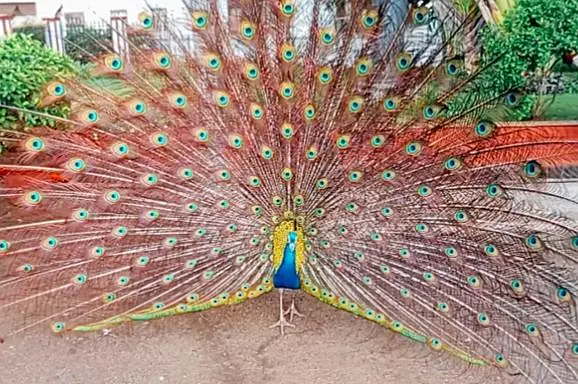 Indian Blue Peacock For Sale