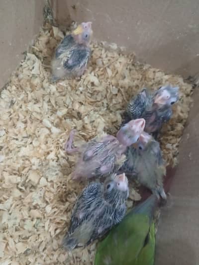 Cocktail Chicks
