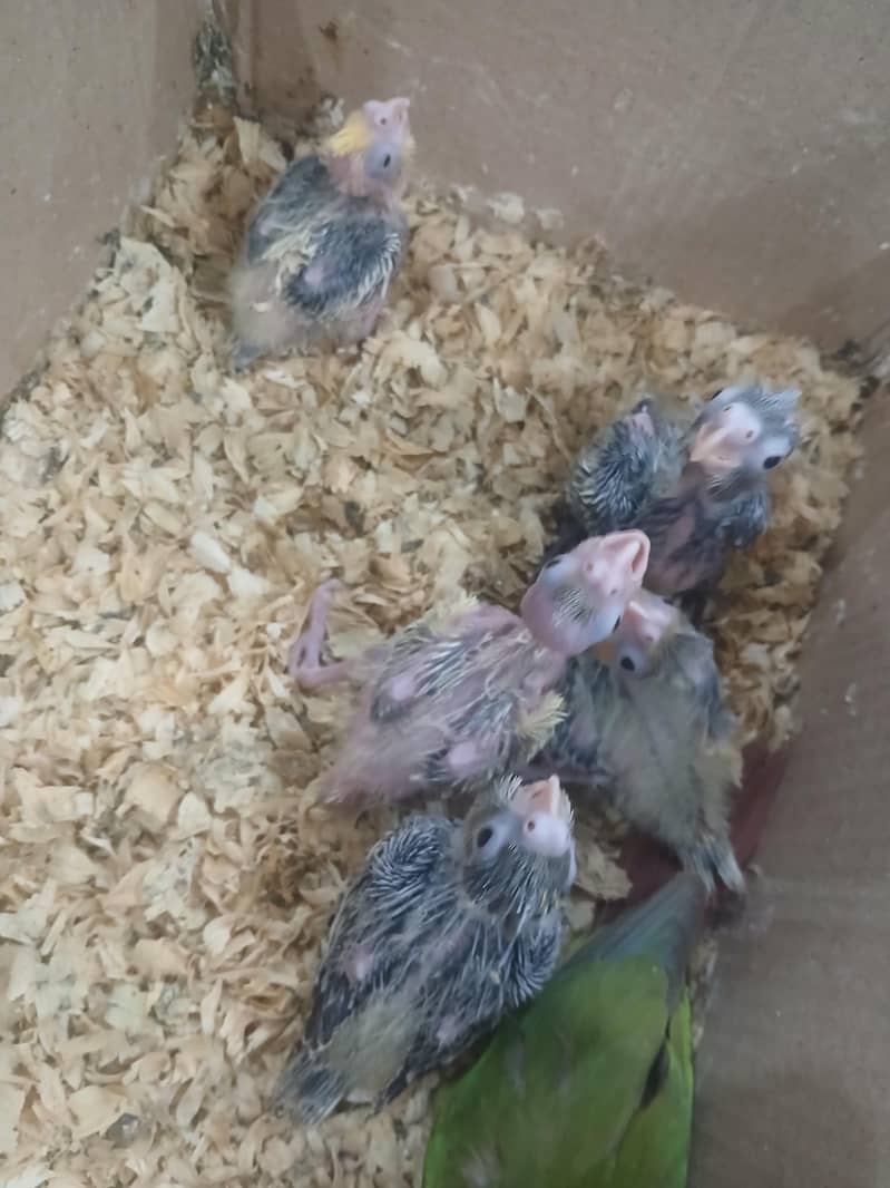 Cocktail Chicks 0