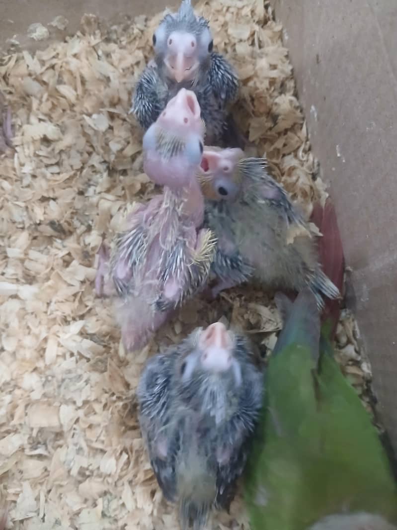 Cocktail Chicks 1