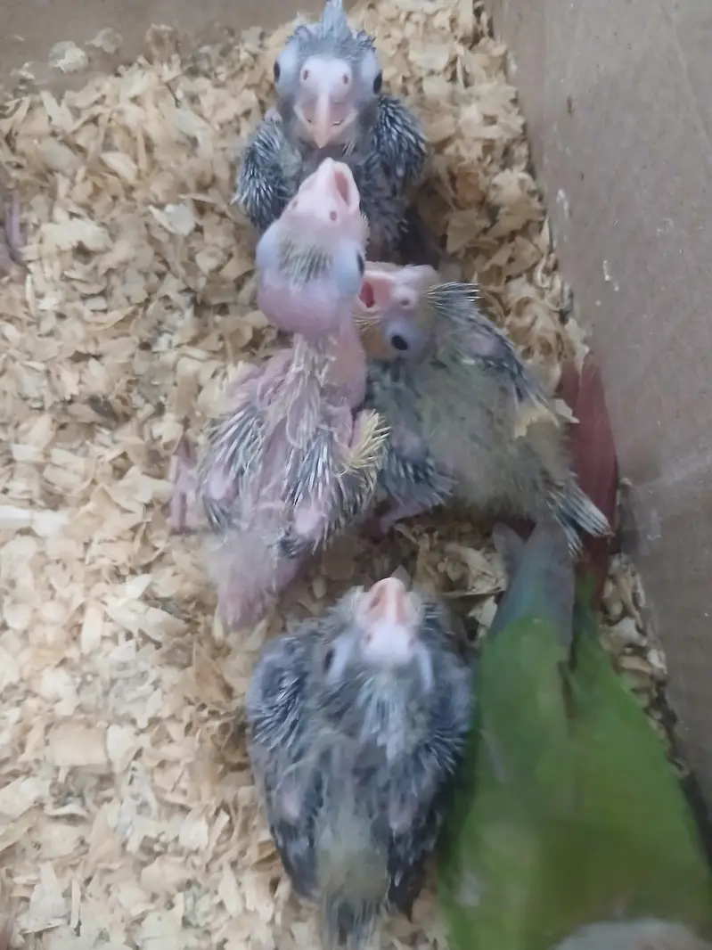 Cocktail Chicks — photo 2