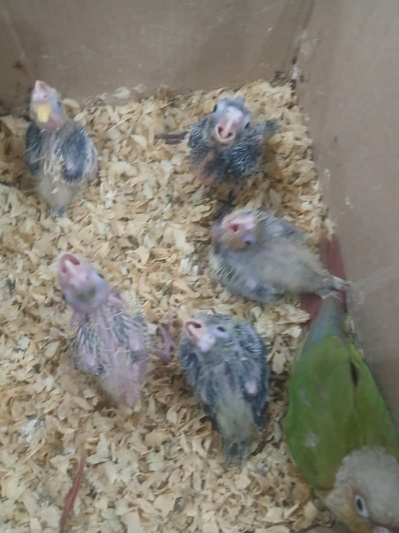 Cocktail Chicks 2