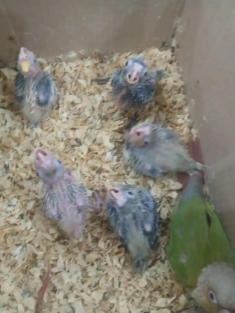 Cocktail Chicks — photo 3