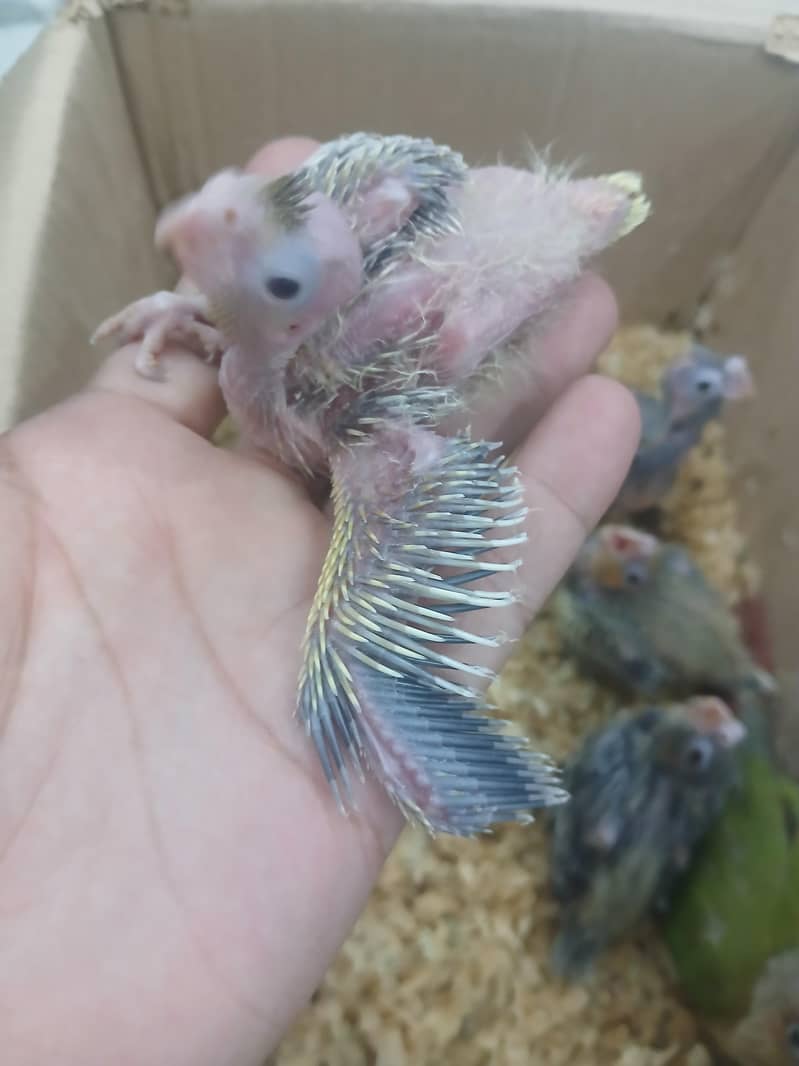 Cocktail Chicks 3