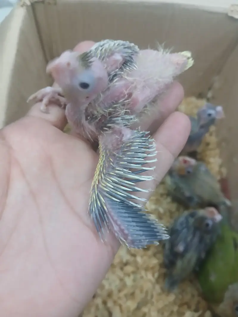 Cocktail Chicks — photo 4