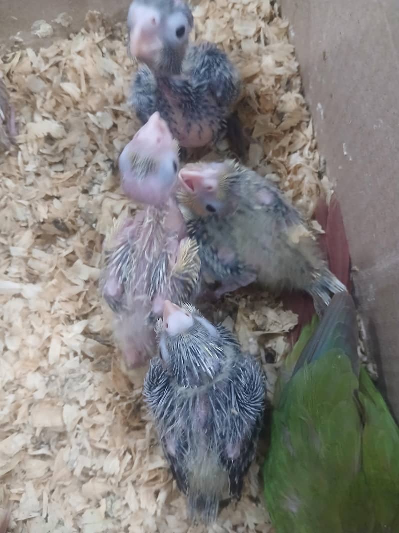 Cocktail Chicks 4