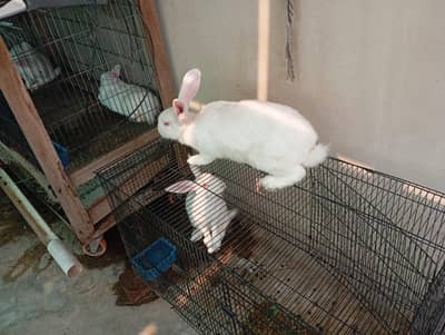 Pregnant Pure White New Zealand Female Rabbit - 3KG - Healthy Active