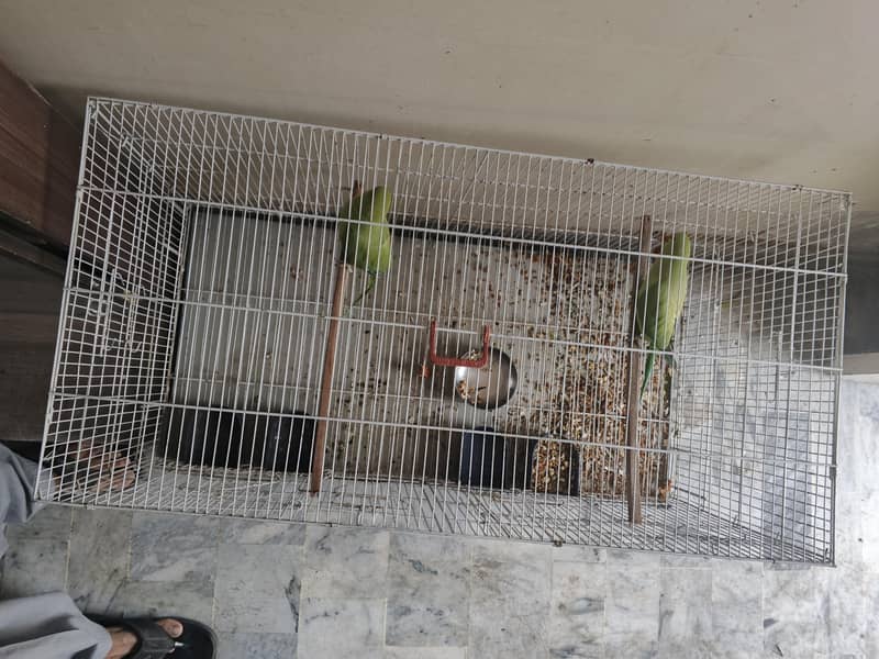 Ringneck Parrots 0
