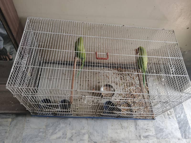 Ringneck Parrots 1