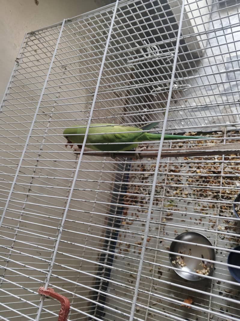 Ringneck Parrots 2